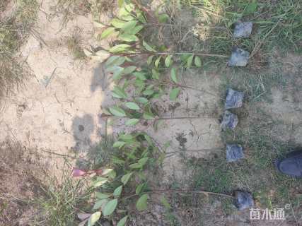 0.5公分红叶石楠