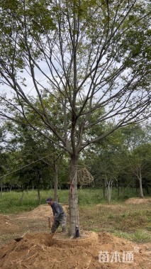 25公分朴树