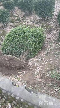 冠幅80厘米大叶黄杨球