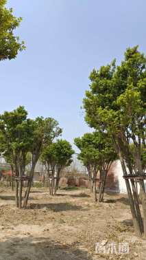 8公分丝棉木高接卫矛