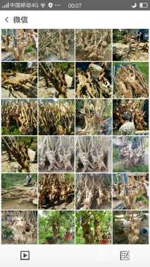 100公分造型紫薇