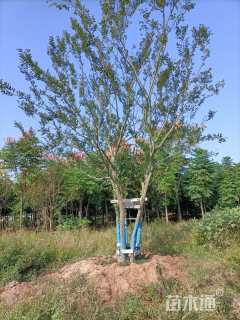 60公分丛生朴树