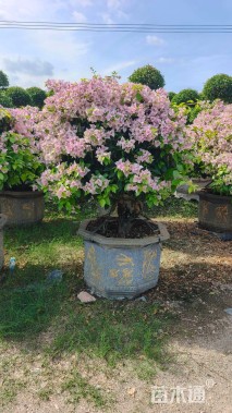 高度180厘米三角梅