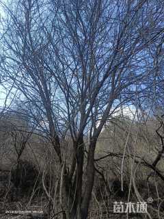 高度800厘米丛生茶条槭