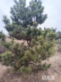 12公分造型黑松