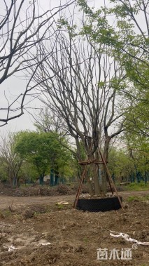 18公分丛生朴树