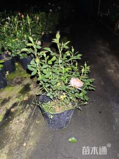 高度45厘米月季