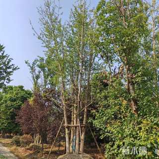 50公分(5杆)丛生银杏