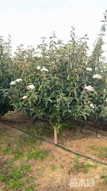 高度2500厘米木绣球