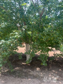 高度700厘米丛生元宝枫