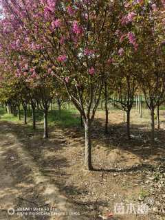 12公分绚丽海棠