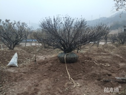 高度200厘米牡丹