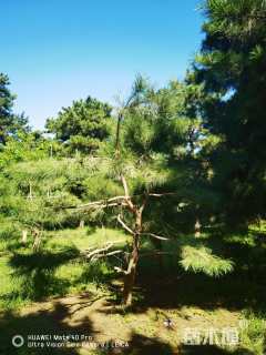 15公分造型油松