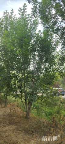 高度500厘米丛生白蜡