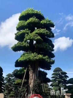 移栽苗造型罗汉松