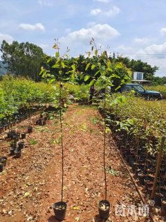 高度90厘米桉树小苗