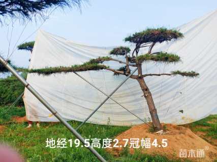 13公分造型黑松