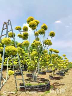 50公分造型亮晶女贞