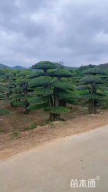 50公分对节白蜡