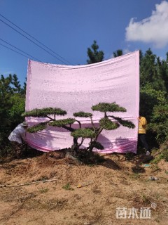 20公分造型油松