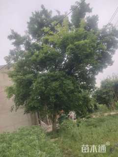 40公分朴树