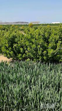 高度100厘米大叶黄杨