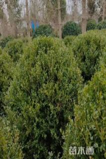 高度250厘米瓜子黄杨