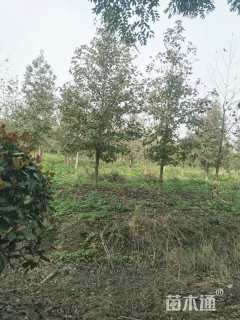 16公分北美枫香