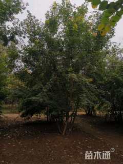 高度600厘米丛生五角枫