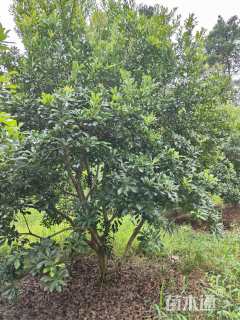 13公分(4杆)丛生杨梅