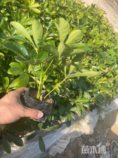 高度20厘米鸭脚木