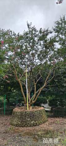 18公分造型紫薇