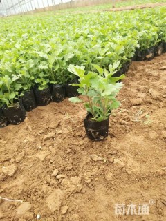 高度15厘米地被菊