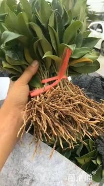 高度15厘米非洲茉莉