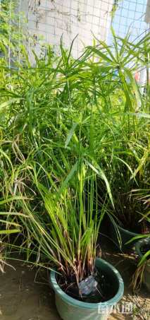 高度60厘米旱伞草