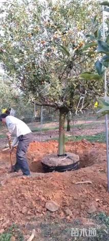 高度250厘米金桔