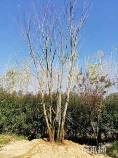 100公分丛生朴树