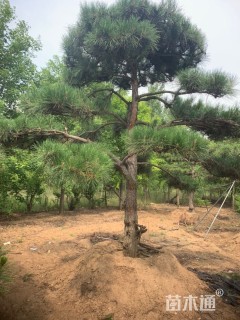 15公分造型油松