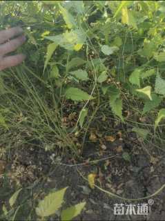 高度100厘米棣棠