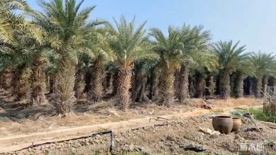 裸干高200厘米中东海枣