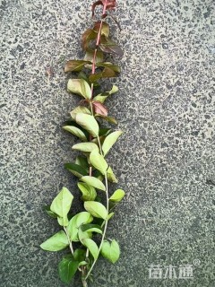 高度15厘米天鹅绒紫薇