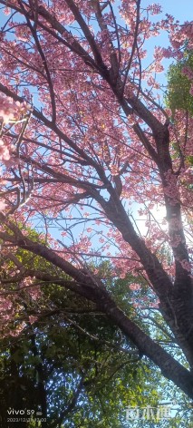 10公分云南樱花