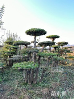 30公分造型对节白蜡