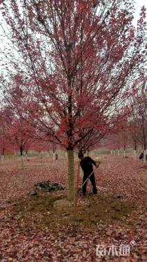 12公分美国红枫-红冠