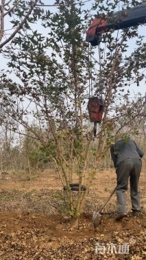 高度350厘米丛生五角枫