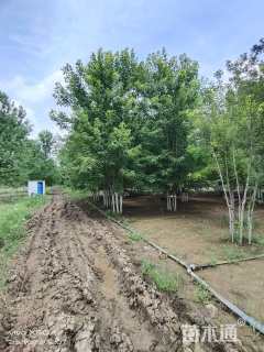 高度800厘米丛生三角枫