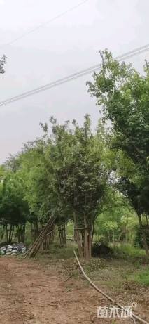 高度700厘米丛生三角枫