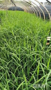 高度40厘米芦苇