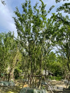 75公分(5杆)丛生朴树
