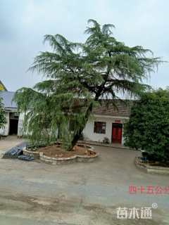 移栽苗北非雪松